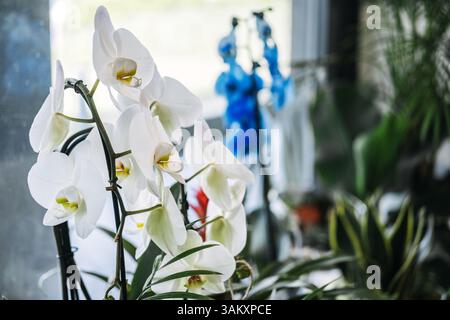 Nahaufnahme blühender weißer Orchideen in einem hellen Innenbereich mit verschwommenen bunten Blumen im Hintergrund. Elegante Blumen, Orchideenpflege, Zimmerpflanze Stockfoto