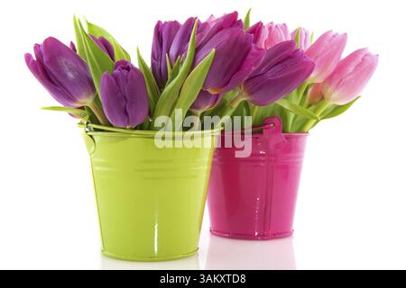 Rosa Tulpen im Eimer für das Frühjahr mit karierten Ribbon Stockfoto