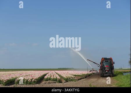 Geben die Tulpen Wasser von einem Traktor in den Bereichen Stockfoto