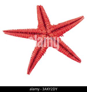 Red starfish Animal vom Strand getrennt über Weiß Stockfoto