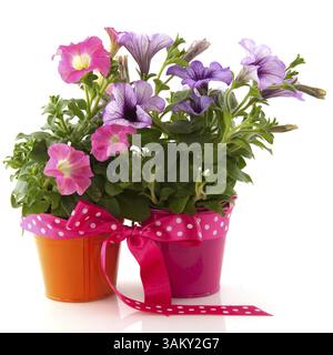 Pink und lila Petunia in bunten Eimern verpackt als Geschenk Stockfoto