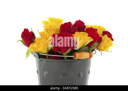 Eimer mit gelben und roten Rosen grau Stockfoto