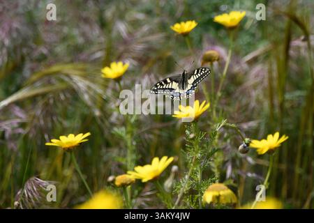 Schwalbenschwanzfalter (Papilio machaon), der auf einer Frühlingswiese über einer gelben Wildblume schwebt. Nahaufnahme im natürlichen Lebensraum, Italien. Stockfoto