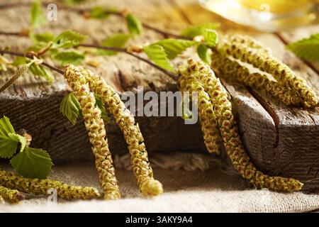 Birkenzweige mit sehr jungen Blättern und im Frühfrühling geernteten Katzenkindern - Zutat zur Gemmotherapeutischen Kräutertinktur Stockfoto