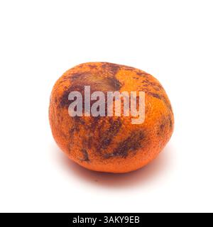 Eine beschädigte Mandarie, isoliert auf weißem Hintergrund. Stockfoto