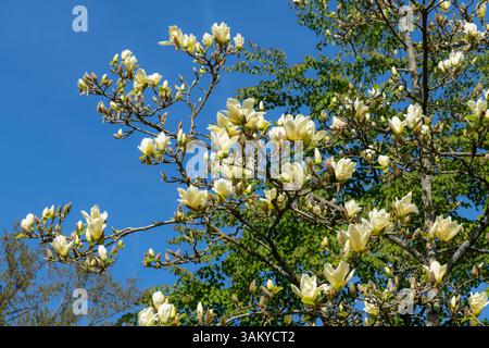Blassgelbe Magnolie blüht im Frühling am blauen Himmel in einem Garten Stockfoto