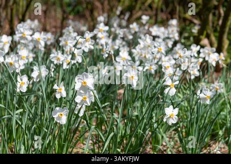 Narcissus Actaea ein duftender, Poeticus-Typ von Narzissen, der in der hellen Frühlingssonne blüht Stockfoto