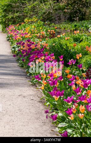 Tulipa „Purple Dream“ und „Apricot Emperor“ blühen zusammen neben einem Gartenweg in der Frühlingssonne Stockfoto