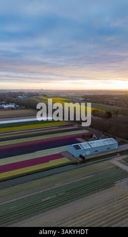 Aus der Vogelperspektive pulsierende Tulpenfelder in voller Blüte bei Sonnenuntergang. Gestreifte Reihen farbenfroher Blumen erstrecken sich über die Landschaft, mit einem Kanal, der durch den Kanal läuft Stockfoto