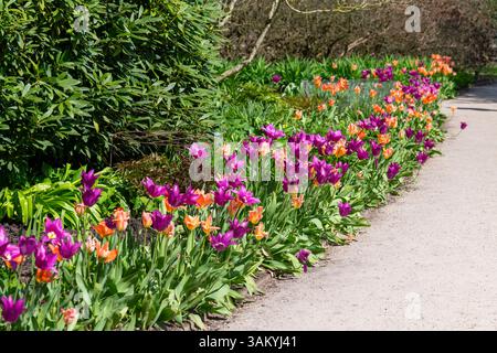 Tulipa „Purple Dream“ und „Apricot Emperor“ blühen zusammen neben einem Gartenweg in der Frühlingssonne Stockfoto