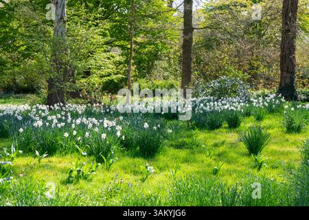 Weiße Narzissen, die im Frühjahr in einem Waldgarten unter Bäumen eingebürgert wurden. Stockfoto