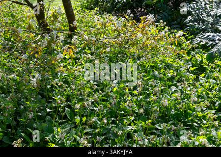 Symphytum Grandiflorum (Beinwell) wächst unter Sträuchern als harte Bodendecke in einem Frühlingsgarten. Stockfoto