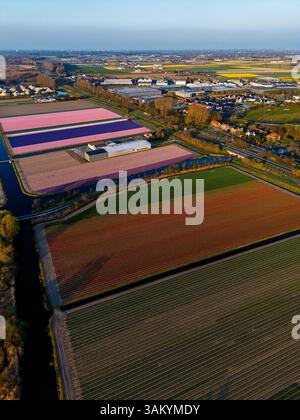 Aus der Vogelperspektive pulsierende Tulpenfelder in voller Blüte mit farbenfrohen Blumenreihen in einer ländlichen Landschaft, mit nahe gelegenen Straßen, Farmen und einem weit entfernten t t Stockfoto