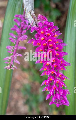 Nahaufnahme von rosa und orangen Blüten epiphytischer tropischer Orchideenarten dendrobium secundum aka Zahnbürstenorchidee blüht im Garten Stockfoto