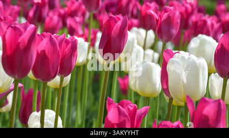 Eine lebendige Darstellung von tiefrosa und reinweißen Tulpen in einem Garten. Stockfoto