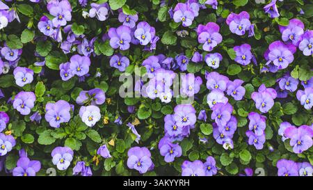 Ein dichter Teppich aus leuchtend violetten Stiefmütterchen mit üppigem grünem Laub. Stockfoto