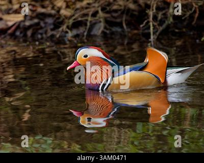 Farbenfrohe Mandarinente Stockfoto