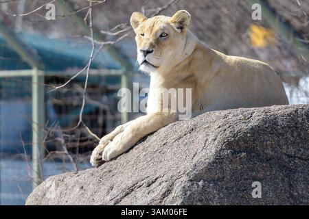 Eine Löwin, die auf einem Felsen im Zoo von Toronto ruht. Stockfoto