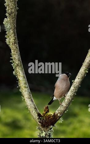 Weiblichen Gimpel Pyrrhula pyrrhula Stockfoto