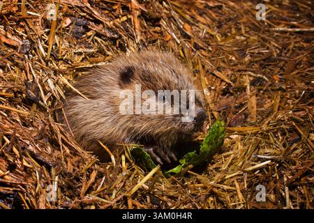 europäisches Biberkit Stockfoto