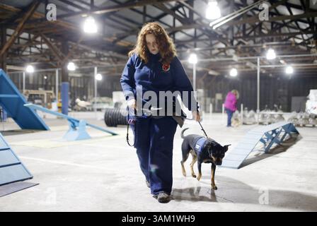 12. Februar 2014 - Gilroy, CA, USA - Gwen Templeton mit ihrem Diensthund Ellie, einer 23 Monate alten Doberman/Labrador-Mischung, während der Ausbildung am 12. Februar 2014 in der Ausbildungseinrichtung der Operation Freedom Paws in Gilroy, Kalifornien. (Kreditbild: © Josie Lepe/MCT/ZUMAPRESS.com) Stockfoto