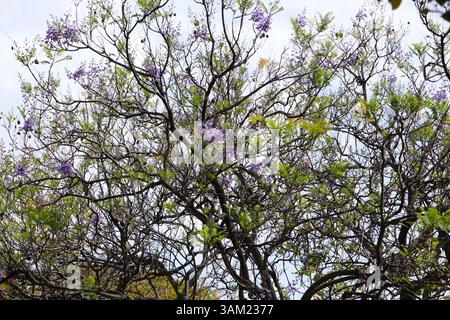 Blühender Jacarandabaum (Jacaranda Mimosifolia) Ende märz in Funchal, Madeira Stockfoto