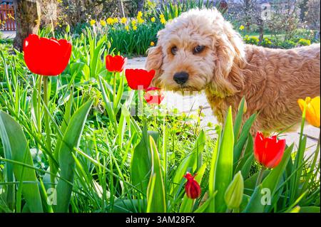 Endlich kommt das Frühlingswetter. Der Cockapoo Welpe erkundet neugierig die blühenden Tulpen. Siegsdorf Bayern Deutschland *** das Frühlingswetter ist endlich da der Cockapoo Welpe erkundet neugierig die blühenden Tulpen Siegsdorf Bayern Deutschland Copyright: XRolfxPossx Stockfoto