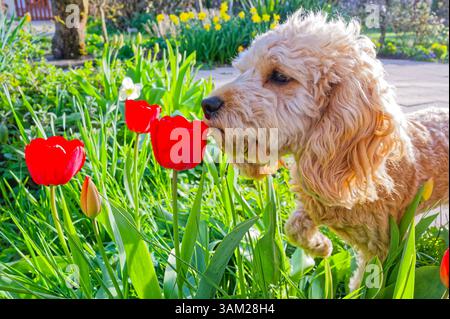 Endlich kommt das Frühlingswetter. Der Cockapoo Welpe erkundet neugierig die blühenden Tulpen. Siegsdorf Bayern Deutschland *** das Frühlingswetter ist endlich da der Cockapoo Welpe erkundet neugierig die blühenden Tulpen Siegsdorf Bayern Deutschland Copyright: XRolfxPossx Stockfoto