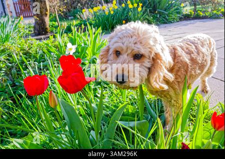 Endlich kommt das Frühlingswetter. Der Cockapoo Welpe erkundet neugierig die blühenden Tulpen. Siegsdorf Bayern Deutschland *** das Frühlingswetter ist endlich da der Cockapoo Welpe erkundet neugierig die blühenden Tulpen Siegsdorf Bayern Deutschland Copyright: XRolfxPossx Stockfoto