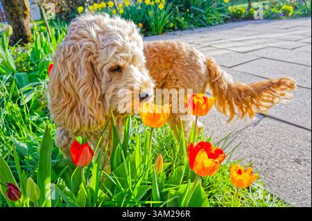 Endlich kommt das Frühlingswetter. Der Cockapoo Welpe erkundet neugierig die blühenden Tulpen. Siegsdorf Bayern Deutschland *** das Frühlingswetter ist endlich da der Cockapoo Welpe erkundet neugierig die blühenden Tulpen Siegsdorf Bayern Deutschland Copyright: XRolfxPossx Stockfoto