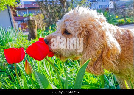 Endlich kommt das Frühlingswetter. Der Cockapoo Welpe erkundet neugierig die blühenden Tulpen. Siegsdorf Bayern Deutschland *** das Frühlingswetter ist endlich da der Cockapoo Welpe erkundet neugierig die blühenden Tulpen Siegsdorf Bayern Deutschland Copyright: XRolfxPossx Stockfoto