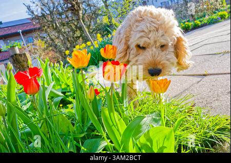 Endlich kommt das Frühlingswetter. Der Cockapoo Welpe erkundet neugierig die blühenden Tulpen. Siegsdorf Bayern Deutschland *** das Frühlingswetter ist endlich da der Cockapoo Welpe erkundet neugierig die blühenden Tulpen Siegsdorf Bayern Deutschland Copyright: XRolfxPossx Stockfoto