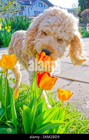 Endlich kommt das Frühlingswetter. Der Cockapoo Welpe erkundet neugierig die blühenden Tulpen. Siegsdorf Bayern Deutschland *** das Frühlingswetter ist endlich da der Cockapoo Welpe erkundet neugierig die blühenden Tulpen Siegsdorf Bayern Deutschland Copyright: XRolfxPossx Stockfoto