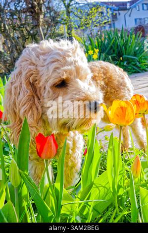 Endlich kommt das Frühlingswetter. Der Cockapoo Welpe erkundet neugierig die blühenden Tulpen. Siegsdorf Bayern Deutschland *** das Frühlingswetter ist endlich da der Cockapoo Welpe erkundet neugierig die blühenden Tulpen Siegsdorf Bayern Deutschland Copyright: XRolfxPossx Stockfoto