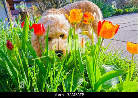 Endlich kommt das Frühlingswetter. Der Cockapoo Welpe erkundet neugierig die blühenden Tulpen. Siegsdorf Bayern Deutschland *** das Frühlingswetter ist endlich da der Cockapoo Welpe erkundet neugierig die blühenden Tulpen Siegsdorf Bayern Deutschland Copyright: XRolfxPossx Stockfoto
