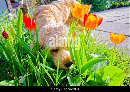 Endlich kommt das Frühlingswetter. Der Cockapoo Welpe erkundet neugierig die blühenden Tulpen. Siegsdorf Bayern Deutschland *** das Frühlingswetter ist endlich da der Cockapoo Welpe erkundet neugierig die blühenden Tulpen Siegsdorf Bayern Deutschland Copyright: XRolfxPossx Stockfoto