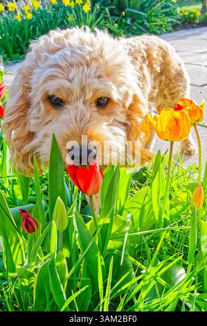 Endlich kommt das Frühlingswetter. Der Cockapoo Welpe erkundet neugierig die blühenden Tulpen. Siegsdorf Bayern Deutschland *** das Frühlingswetter ist endlich da der Cockapoo Welpe erkundet neugierig die blühenden Tulpen Siegsdorf Bayern Deutschland Copyright: XRolfxPossx Stockfoto