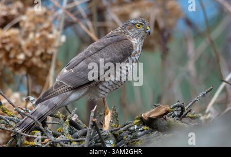 Weibliche eurasische sperber (Accipiter nisus), die auf Spatzen thront, verstecken sich im Winter vor kleinen Zweigen Stockfoto