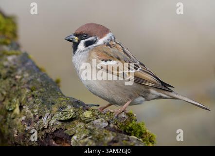 Strenger eurasischer Baumarsch (Passer montanus), der an warmen Wintertagen auf dicken Flechtenzweigen thront Stockfoto