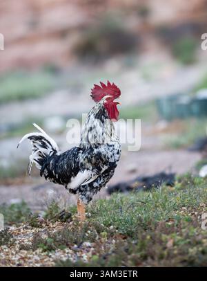 Rooster crowing in the morning Stockfoto