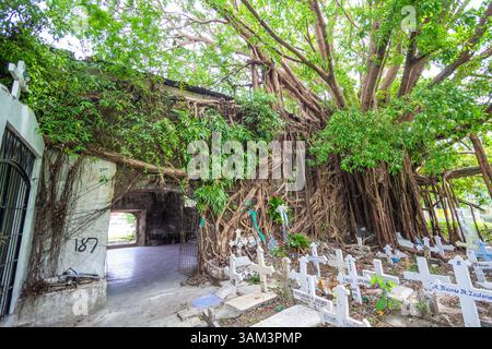 Auf der alten Friedhofskapelle in Molo, Iloilo, wächst ein massiver Baletenbaum, dessen Wurzeln sich über die verwitterten Steinmauern schleichen und Natur und Geschichte vermischen Stockfoto