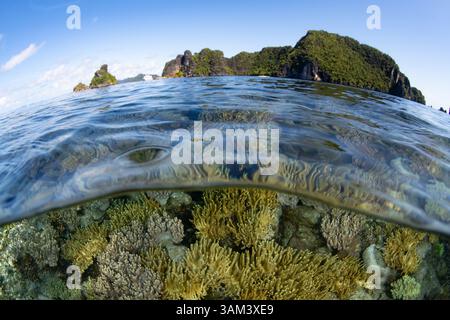 Ein empfindliches, aber gesundes Korallenriff lebt im flachen Wasser in der Nähe von Misool, Raja Ampat, Indonesien. Diese Region bietet eine außergewöhnliche biologische Vielfalt der Meere. Stockfoto
