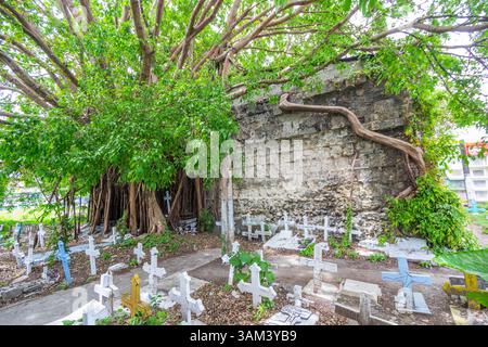Auf der alten Friedhofskapelle in Molo, Iloilo, wächst ein massiver Baletenbaum, dessen Wurzeln sich über die verwitterten Steinmauern schleichen und Natur und Geschichte vermischen Stockfoto