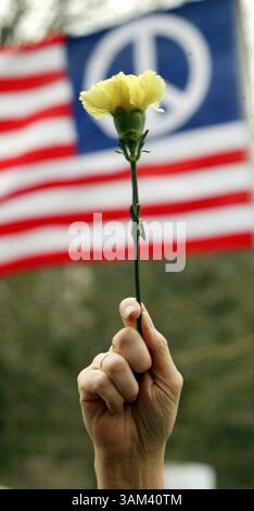 15. Februar 2003 - USA - KRT US NEWS STORY SCHLEPPTE: USIRAQ-DEMOS KRT FOTO VON ERICH SCHLEGEL/DALLAS MORNING NEWS (15. Februar) AUSTIN, TX--- Annie Hudson aus Austin, Texas, hielt eine gelbe Rose unter mehreren tausend Demonstranten, die ihre Meinung im State Capitol in Austin, Texas, gegen den möglichen Krieg der USA mit dem Irak, am Samstag, 15. Februar 2003, äußerten. (lde) 2003 (Bild: © Erich Schlegel/mct/ZUMAPRESS.com) Stockfoto