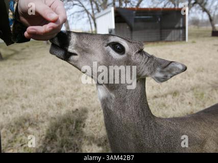 3. Februar 2004 - USA - KRT US NEWS STORY SLUGGED: SCI-CMP-KLON KRT FOTO VON RODGER MALLISON/FORT WORTH STAR-TELEGRAMM (DALLAS OUT (12. März) Dewey, der weltweit erste geklonte Weißschwanzhirsch. (cdm) 2004 (Bild: © Rodger Mallison/mct/ZUMAPRESS.com) Stockfoto