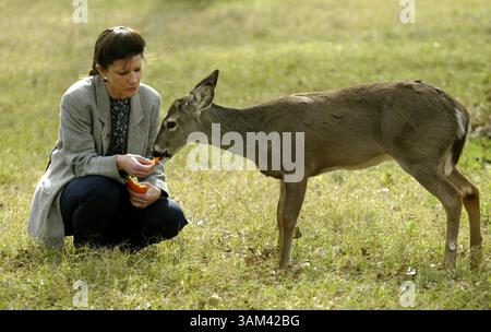 3. Februar 2004 - USA - KRT US NEWS STORY SLUGGED: SCI-CMP-KLONEN KRT FOTO VON RODGER MALLISON/FORT WORTH STAR-TELEGRAMM (DALLAS OUT (12. März) Dr. Alice Blue McClendon mit Dewey, dem weltweit ersten geklonten Weißschwanzhirsch. (cdm) 2004 (Bild: © Rodger Mallison/mct/ZUMAPRESS.com) Stockfoto