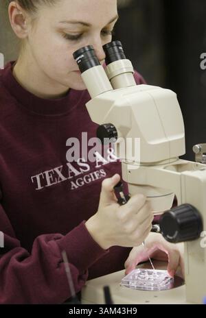 3. Februar 2004 - USA - KRT US NEWS STORY SLUGGED: SCI-CMP-KLONEN KRT FOTO VON RODGER MALLISON/FORT WORTH STAR-TELEGRAMM (DALLAS OUT (12. März) Beth White, ein Meisterschüler, arbeitet an der in-vitro-Befruchtung von Weißschwanzhirschen. (cdm) 2004 (Bild: © Rodger Mallison/mct/ZUMAPRESS.com) Stockfoto