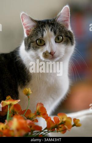 3. Februar 2004 - USA - KRT US NEWS STORY SLUGGED: SCI-CMP-KLONEN KRT FOTO VON RODGER MALLISON/FORT WORTH STAR-TELEGRAMM (DALLAS OUT (12. März) CC, eine geklonte Katze, zeigt normale katzenartige Eigenschaften, darunter eine Liebe zu Barschen und Jagd nach Dingen. (cdm) 2004 (Bild: © Rodger Mallison/mct/ZUMAPRESS.com) Stockfoto