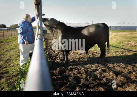 3. Februar 2004 - USA - KRT US NEWS STORY SLUGGED: SCI-CMP-KLONEN KRT FOTO VON RODGER MALLISON/FORT WORTH STAR-TELEGRAMM (DALLAS OUT (12. März) Texas A&M Professor Joe Templeton begrüßt Bull 86-Squared, den weltweit ersten geklonten krankheitsresistenten Bullen. (cdm) 2004 (Bild: © Rodger Mallison/mct/ZUMAPRESS.com) Stockfoto