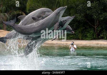 31. März 2004 - US-amerikanische NACHRICHTENGESCHICHTE SLUGGED: ENV-MARINEANIMALS KRT FOTO VON ANGEL VALENTIN/SOUTH FLORIDA SUN-SENTINEL (MIAMI OUT) (23. Mai) auf Befehl springen Delfine in Discovery Cove in Orlando, Florida. Der Eintritt eines Erwachsenen in den Park kostet 129 $ und das 30-minütige Schwimmen kostet weitere 110 $. (Mvw) 2004 (Bild: © Angel Valentin/mct/ZUMAPRESS.com) Stockfoto